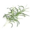 Семена Розмарин VERITABLE Lingot® Rosemary thumbnail