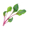 Семена Листа цвекло VERITABLE Lingot® Beet Greens Organic thumbnail