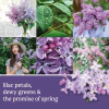 Ароматна свещ в малък буркан Yankee Candle Signature Lilac Blossoms thumbnail