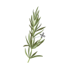 Семена Розмарин VERITABLE Lingot® Rosemary thumbnail