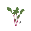 Семена Листа цвекло VERITABLE Lingot® Beet Greens Organic thumbnail