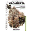 Маслината thumbnail