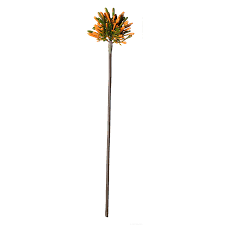 Декоративно растение Алиум ASA Selection, 56 см