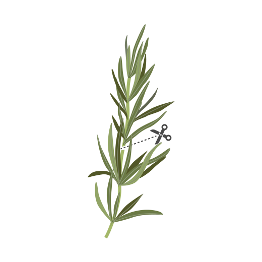 Семена Розмарин VERITABLE Lingot® Rosemary