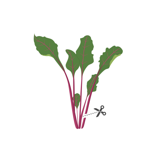 Семена Листа цвекло VERITABLE Lingot® Beet Greens Organic